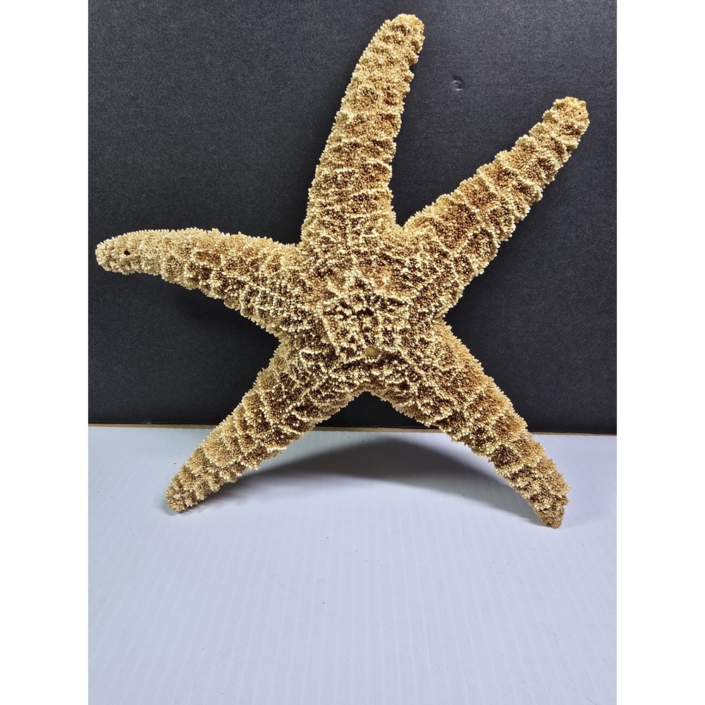 Intact Mouth XL Starfish,‎ Beach Finds, Nature Is Cool, Show & Tell, Patrick
